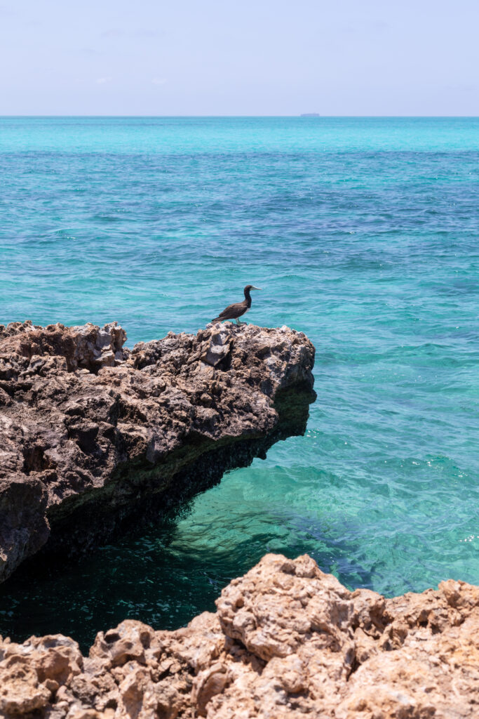 The Blue Lagoon Beauty of wildlife by Camille Massida Photography